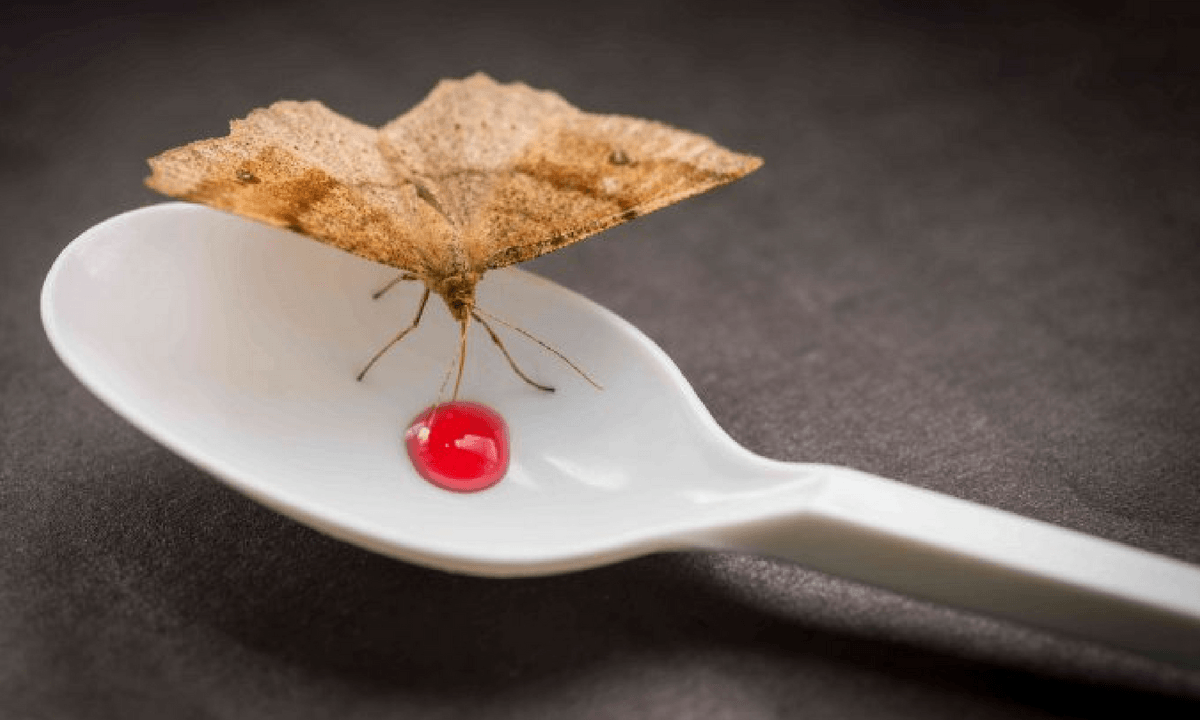 Cómo eliminar y prevenir la aparición de mariposas de la comida