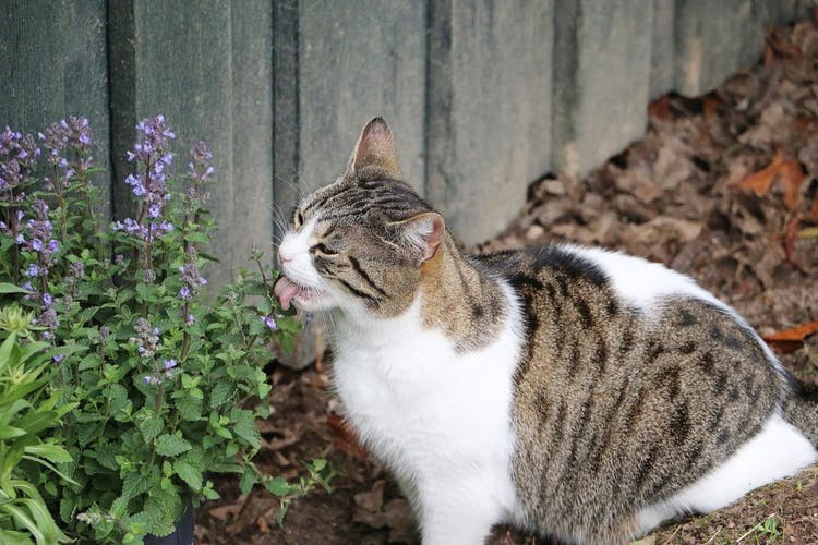 gato comiendo planta de catpnit