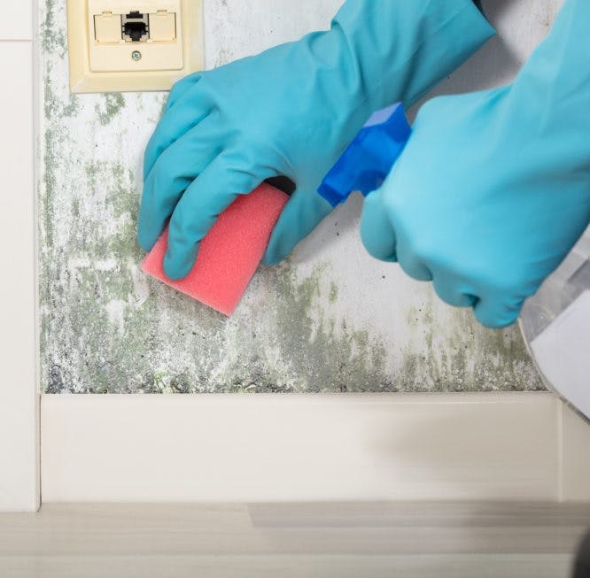 3 consejos sobre cómo quitar el moho de la pared y otros rincones de la casa