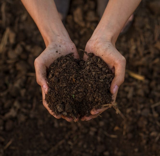 Aprende a fertilizar la tierra y traer más verde a tu hogar