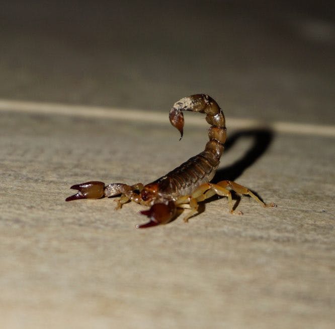 Un escorpión en suelo arenoso con un aguijón levantado.
