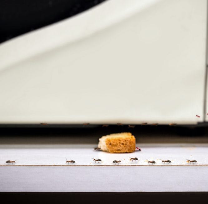 Un rastro de hormigas camina por la cocina y lleva un pedazo de pastel que está en el piso.