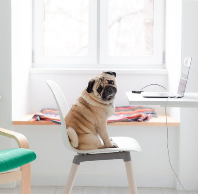 Un perro está sentado en una silla de oficina en casa.