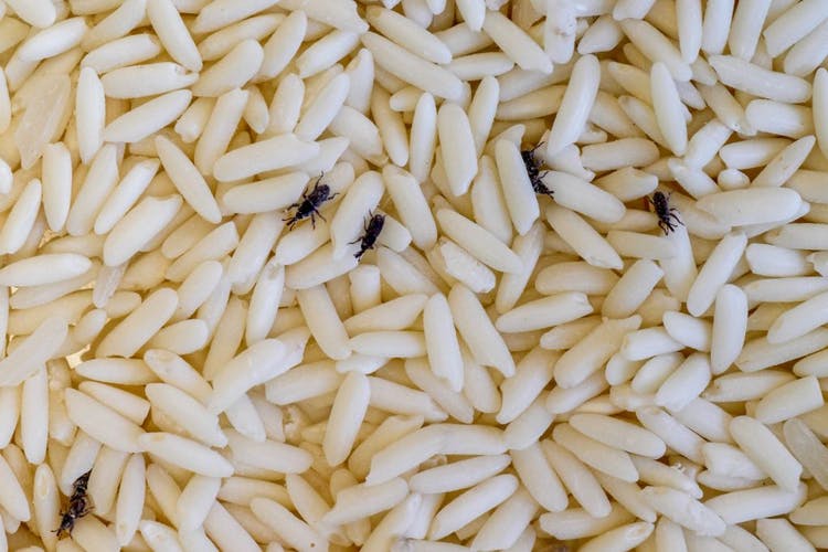 arroz con bicho de armario