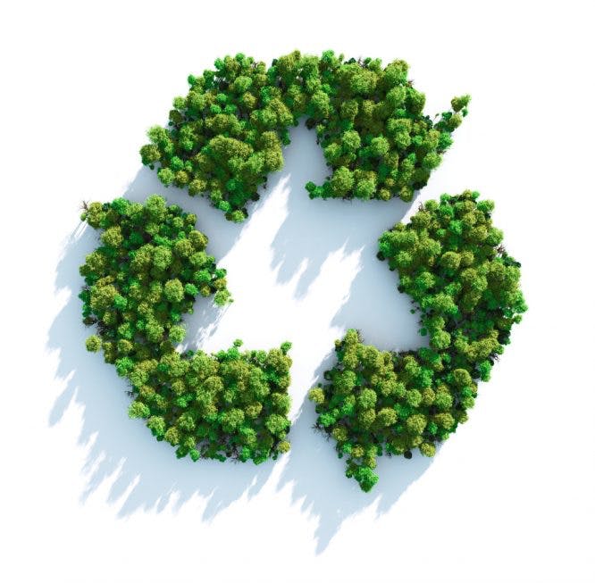 símbolo de reciclaje formado por árboles.  concepto de sostenibilidad