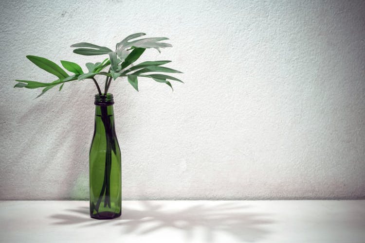 botella de cristal con plantas