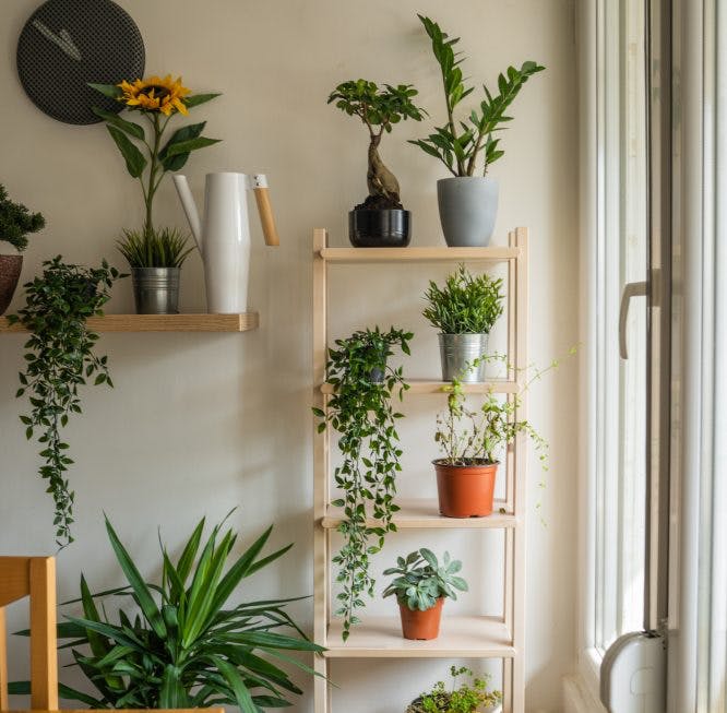estantería con plantas