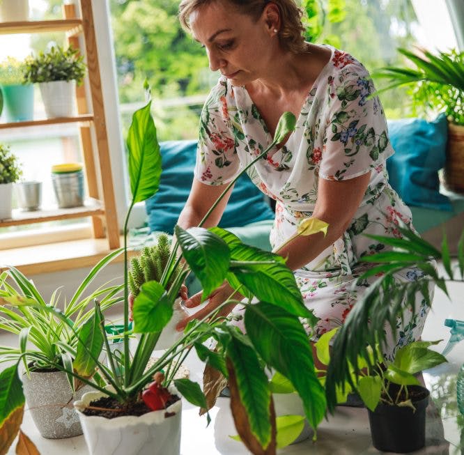 mujer cuidando plantas