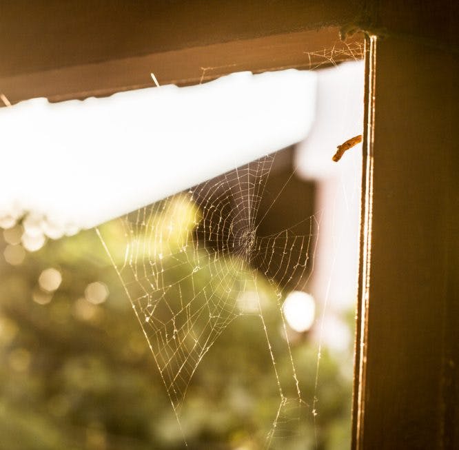 tela de araña en el cristal