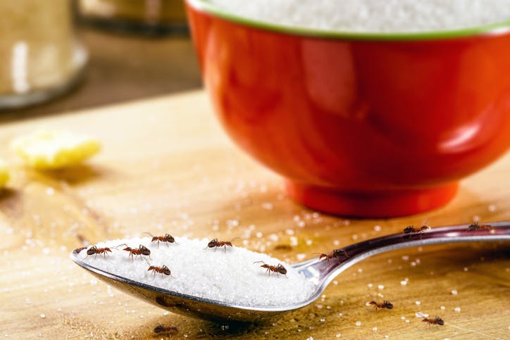 hormigas encima de una cuchara llena de azúcar