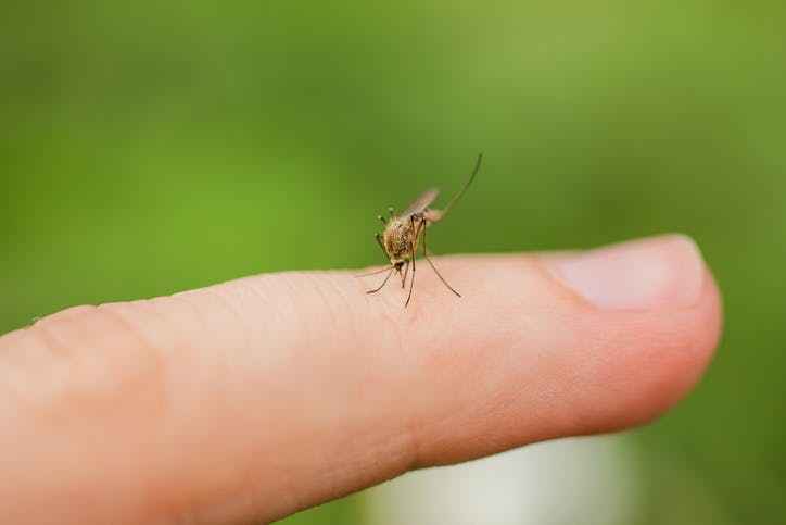 mosquito aterriza en el dedo de una persona