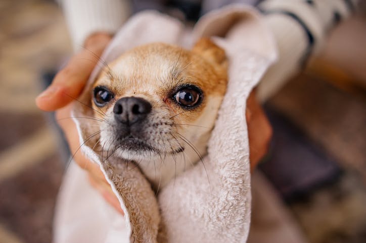 el dueño limpia al perro después del baño