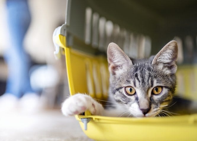 Caja de transporte de mascotas: cómo limpiarla y dónde guardarla a diario en casa