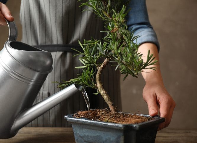 Cómo cuidar un bonsái y mantener la planta saludable por más tiempo