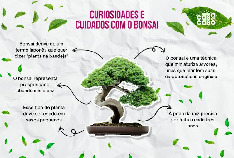 infografía con curiosidades sobre el bonsái